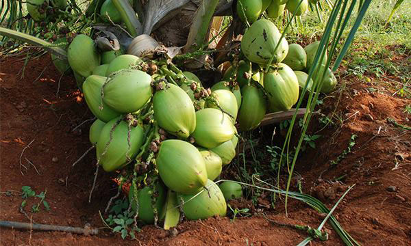 Hybrid-Coconut