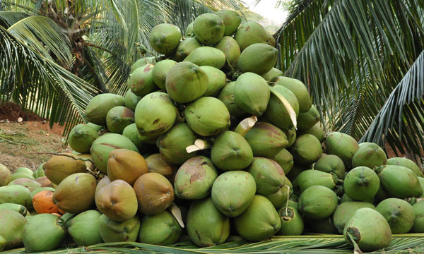 Hybrid-Coconut2