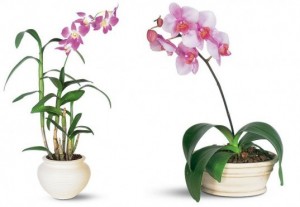 live orchid plants