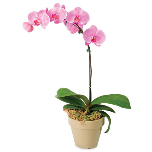 orchids-500x500