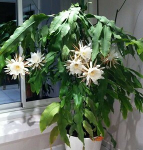 BRAHMA KAMAL FLOWER