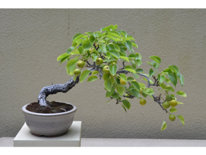 Bonsai Pear Tree