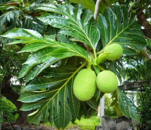 Artocarpus communis / karipala-or-kari-chakka / Bread-fruit